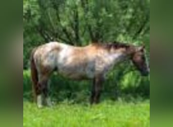 Poney des Amériques, Jument, 8 Ans, 137 cm, Bai cerise