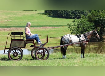 Poney des Amériques, Jument, 8 Ans, Alezan brûlé