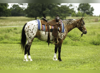 Poney des Amériques, Jument, 8 Ans, Alezan brûlé