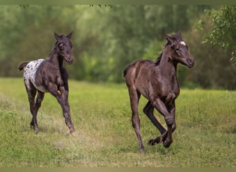 Poney des Amériques, Jument, Poulain (04/2024), 140 cm, Noir