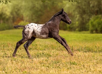 Poney des Amériques, Jument, Poulain (04/2024), 140 cm, Noir