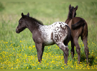 Poney des Amériques, Jument, Poulain (04/2024), 140 cm, Noir