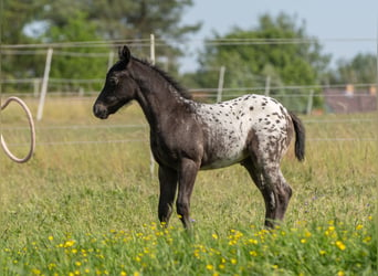 Poney des Amériques, Jument, Poulain (04/2024), 140 cm, Noir