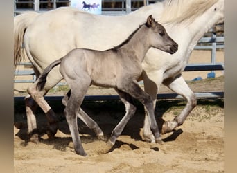 Poney des Amériques, Jument, Poulain (01/2026), 145 cm, Grullo