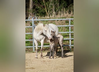 Poney des Amériques, Jument, Poulain (01/2026), 145 cm, Grullo
