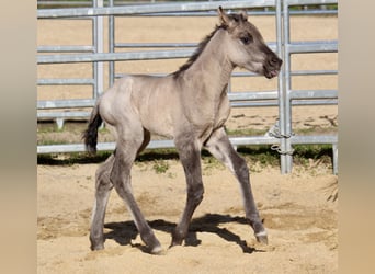 Poney des Amériques, Jument, Poulain (01/2026), 145 cm, Grullo