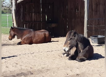 Poney Exmoor, Hongre, 24 Ans, 120 cm, Bai