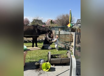 Poney Exmoor, Hongre, 5 Ans, 126 cm, Bai brun foncé