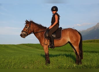 Poney Exmoor, Jument, 5 Ans, 127 cm, Bai