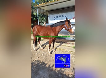 Poney Felinski Croisé, Hongre, 12 Ans, 142 cm, Bai