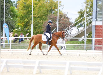 Poney Felinski, Hongre, 4 Ans, 144 cm, Alezan