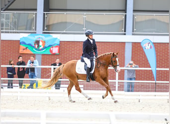 Poney Felinski, Hongre, 4 Ans, 144 cm, Alezan