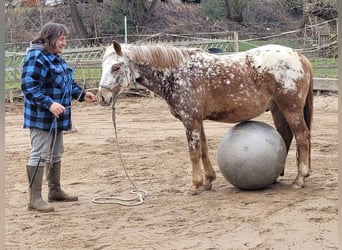 Poney Felinski Croisé, Hongre, 4 Ans, 146 cm, Léopard