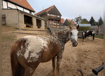 Poney Felinski Croisé, Hongre, 4 Ans, 146 cm, Léopard