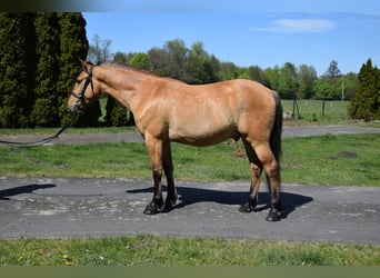 Poney Felinski, Hongre, 4 Ans, 147 cm, Isabelle