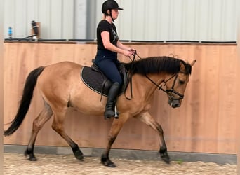 Poney Felinski, Hongre, 4 Ans, 147 cm, Isabelle