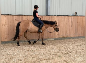 Poney Felinski, Hongre, 4 Ans, 147 cm, Isabelle