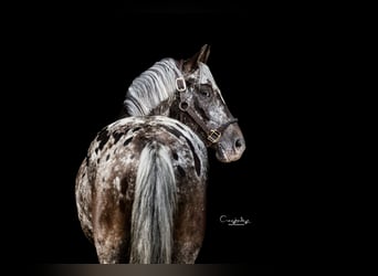 Poney Felinski, Hongre, 5 Ans, 140 cm, Léopard