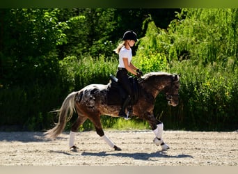 Poney Felinski, Hongre, 5 Ans, 140 cm, Léopard
