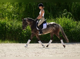 Poney Felinski, Hongre, 5 Ans, 142 cm, Léopard