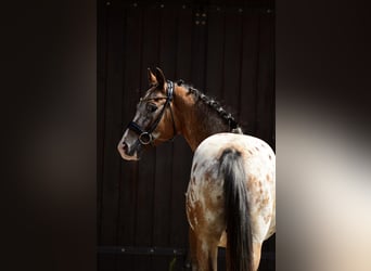 Poney Felinski, Hongre, 9 Ans, 143 cm, Léopard