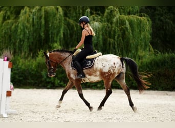 Poney Felinski, Hongre, 9 Ans, 143 cm, Léopard