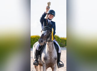 Poney Felinski, Jument, 8 Ans, 138 cm, Léopard