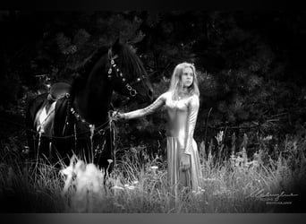 Poney Fell, Étalon, 12 Ans, 142 cm, Noir