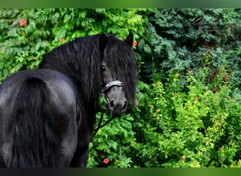 Poney Fell, Étalon, 12 Ans, 142 cm, Noir
