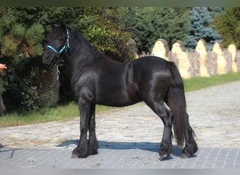 Poney Fell, Étalon, 1 Année, 137 cm, Noir