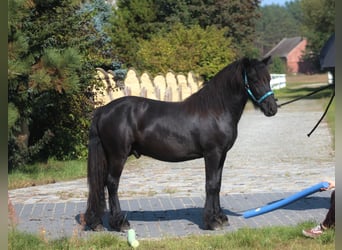 Poney Fell, Étalon, 1 Année, 137 cm, Noir
