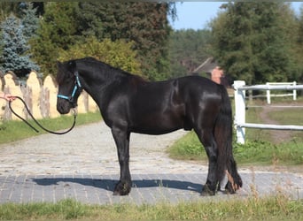 Poney Fell, Étalon, 1 Année, 137 cm, Noir