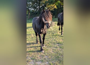 Poney Fell, Étalon, 2 Ans, Noir