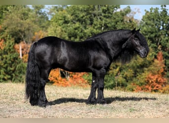 Poney Fell, Hongre, 10 Ans, 137 cm, Noir