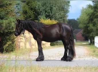 Poney Fell, Hongre, 3 Ans, 138 cm, Noir