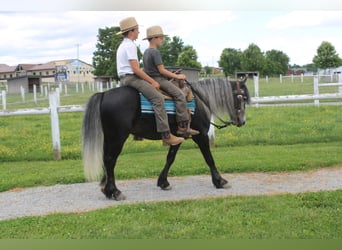 Poney Fell Croisé, Hongre, 5 Ans, 142 cm, Gris