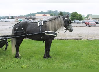 Poney Fell Croisé, Hongre, 5 Ans, 142 cm, Gris