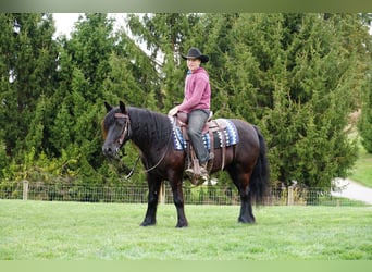Poney Fell, Hongre, 5 Ans, Noir