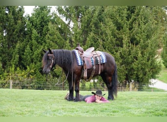 Poney Fell, Hongre, 5 Ans, Noir
