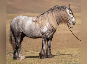 Poney Fell, Hongre, 6 Ans, 142 cm, Gris pommelé