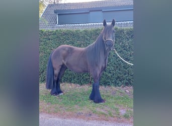 Poney Fell, Jument, 11 Ans, 135 cm, Noir