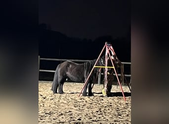 Poney Fell, Jument, 11 Ans, 135 cm, Noir