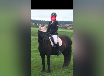 Poney Fell, Jument, 14 Ans, 142 cm, Noir