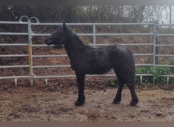 Poney Fell, Jument, 1 Année, 142 cm, Noir