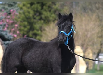 Poney Fell, Jument, 1 Année, 145 cm, Peut devenir gris