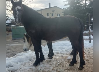 Poney Fell Croisé, Jument, 2 Ans, 148 cm, Gris noir
