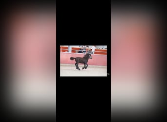 Poney Fell, Jument, 3 Ans, 130 cm, Noir