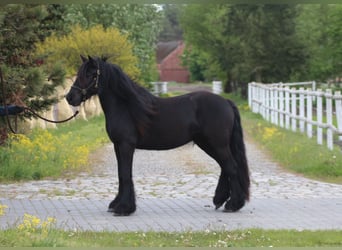Poney Fell, Jument, 3 Ans, 145 cm, Noir