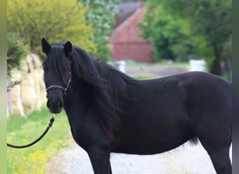 Poney Fell, Jument, 3 Ans, 145 cm, Noir