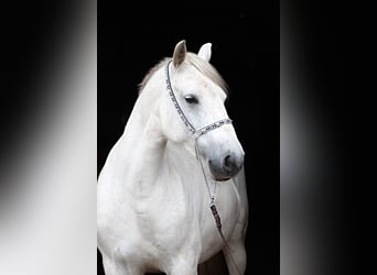 Poney Fell, Jument, 9 Ans, 142 cm, Gris